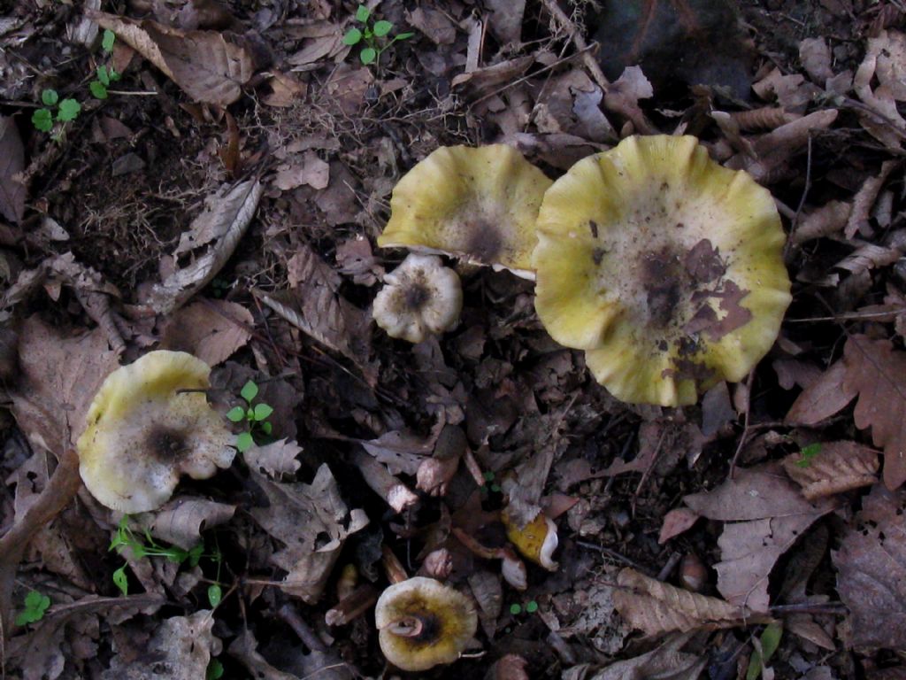 Fungo da identificare 3