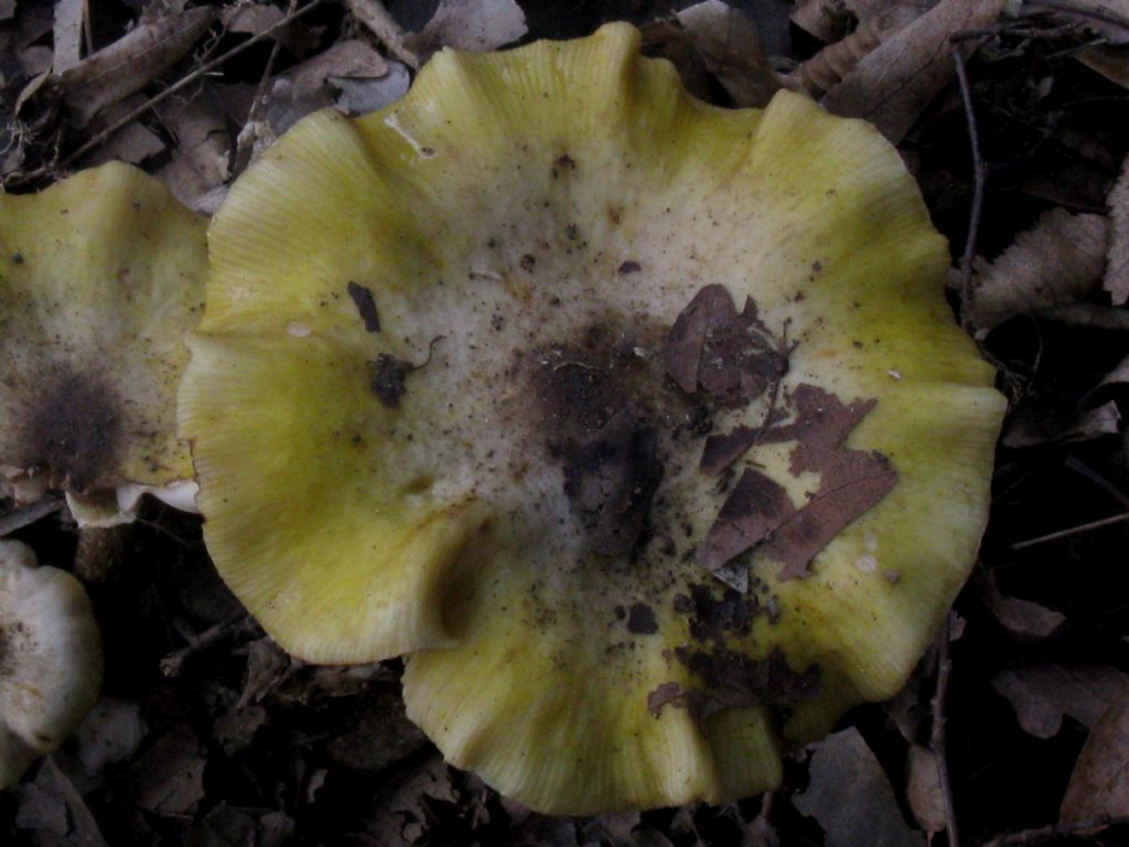 Fungo da identificare 3