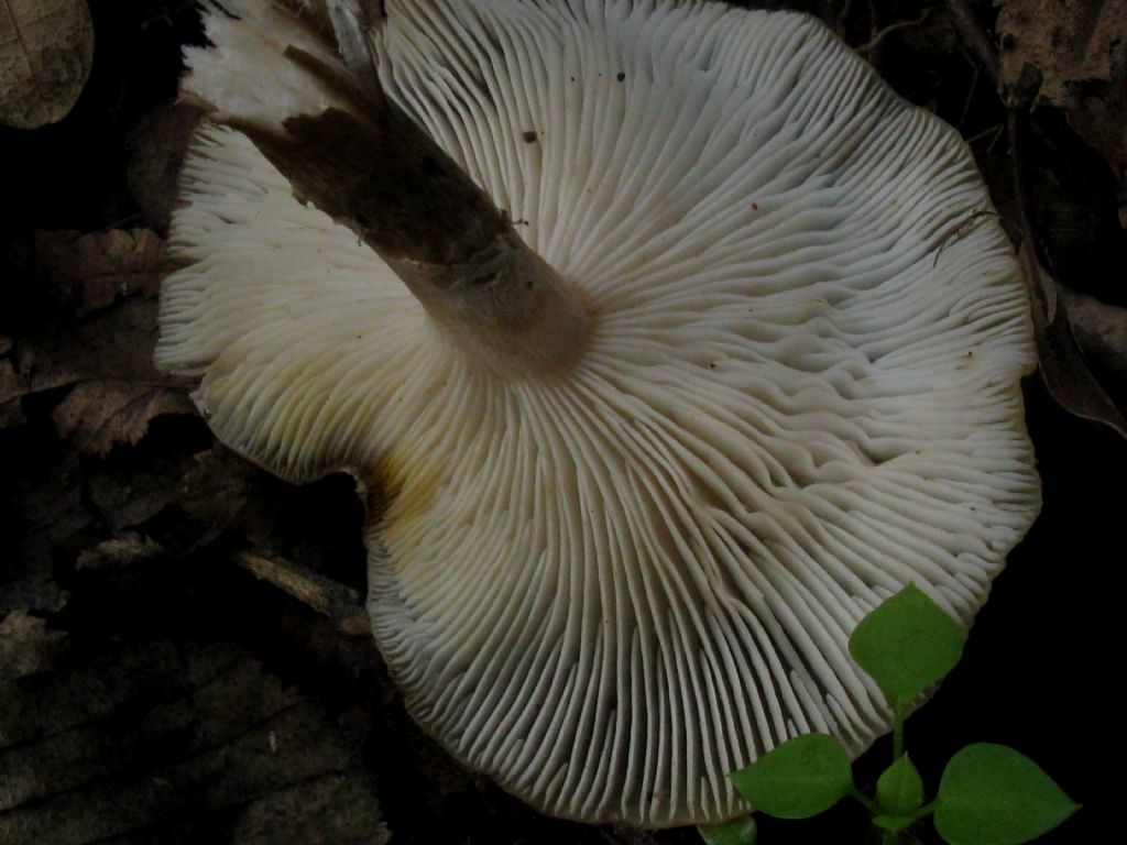 Fungo da identificare 3