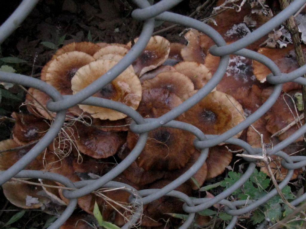Armillaria mellea?