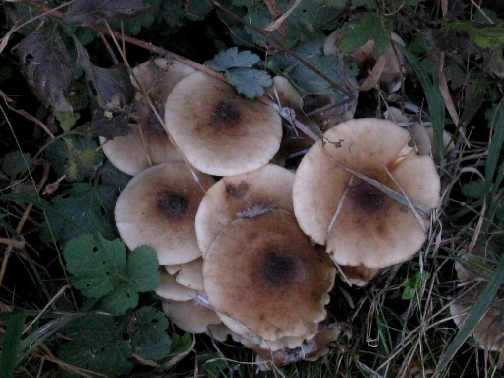 Armillaria mellea?