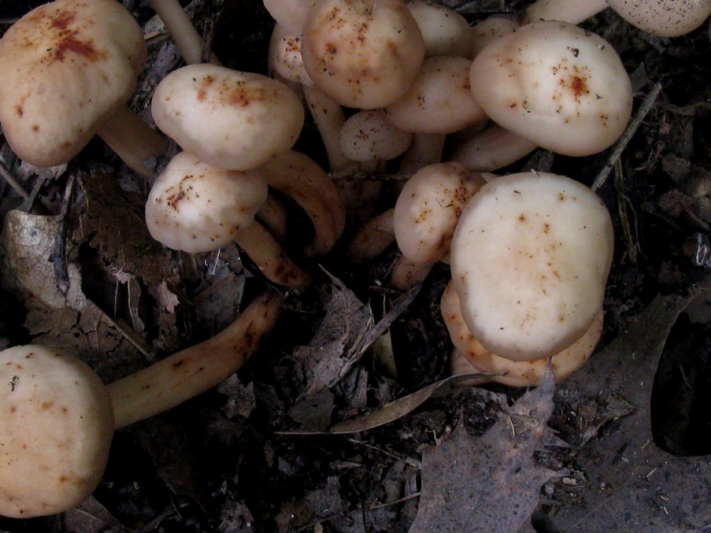 Armillaria mellea? (Chiodini)