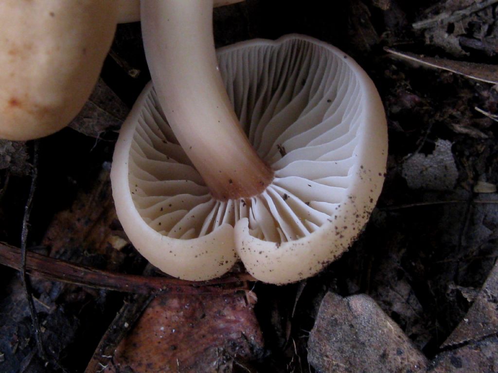 Armillaria mellea? (Chiodini)