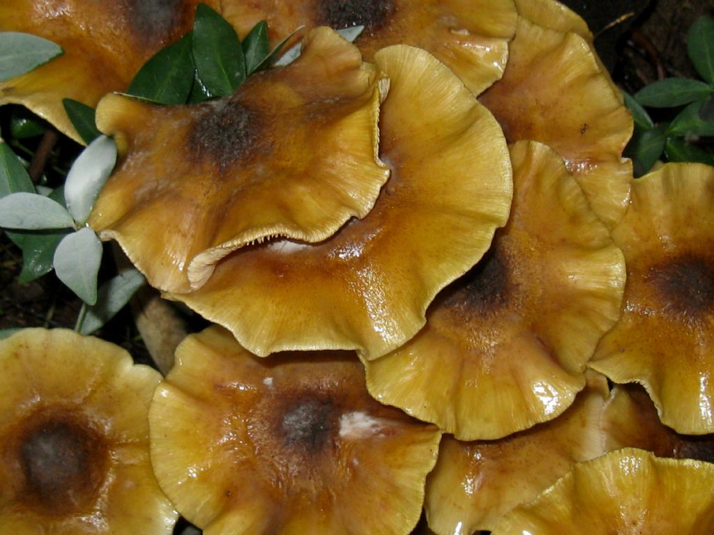 Armillaria mellea ? 2