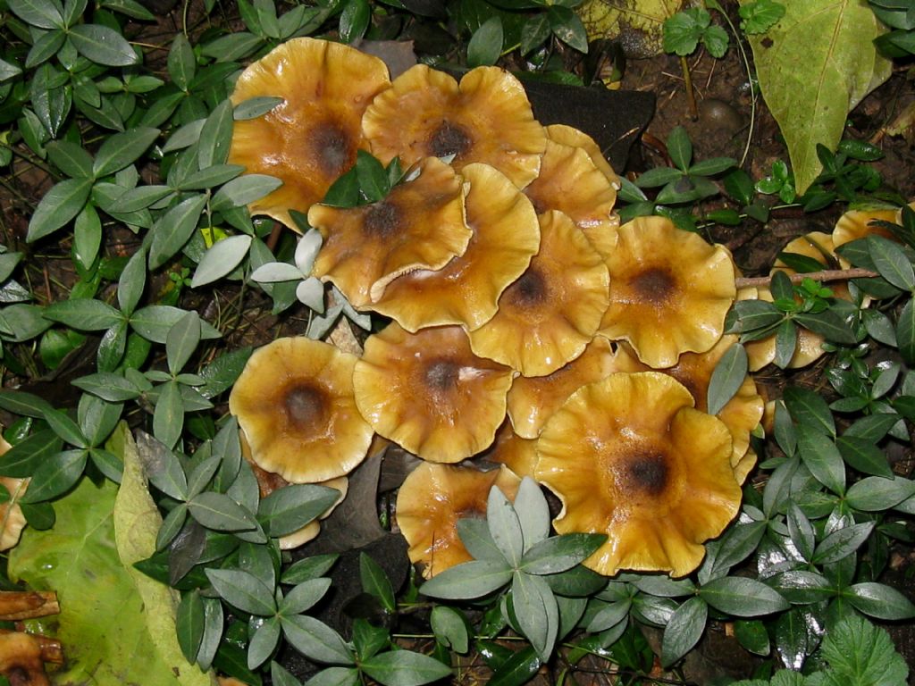 Armillaria mellea ? 2