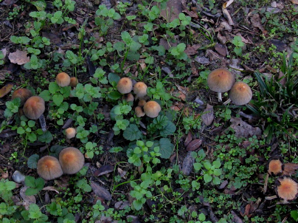 Coprinus micaceus?
