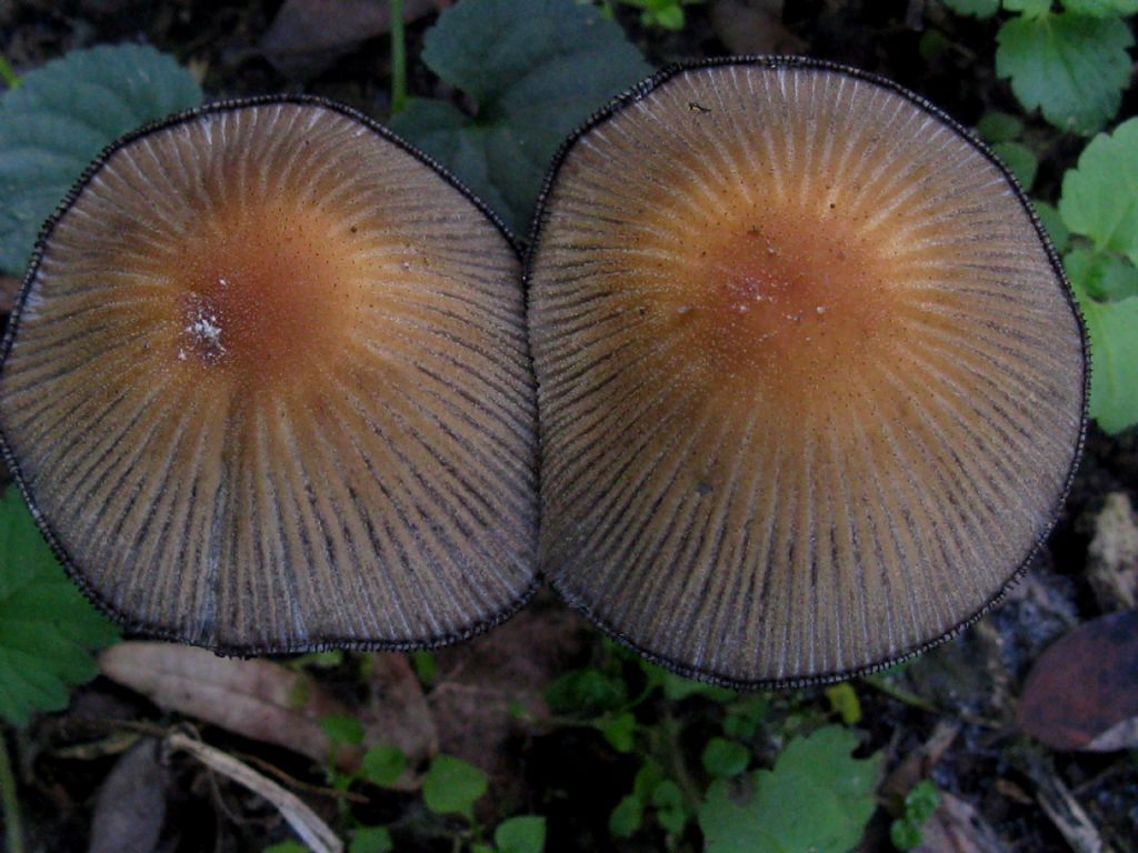 Coprinus micaceus?