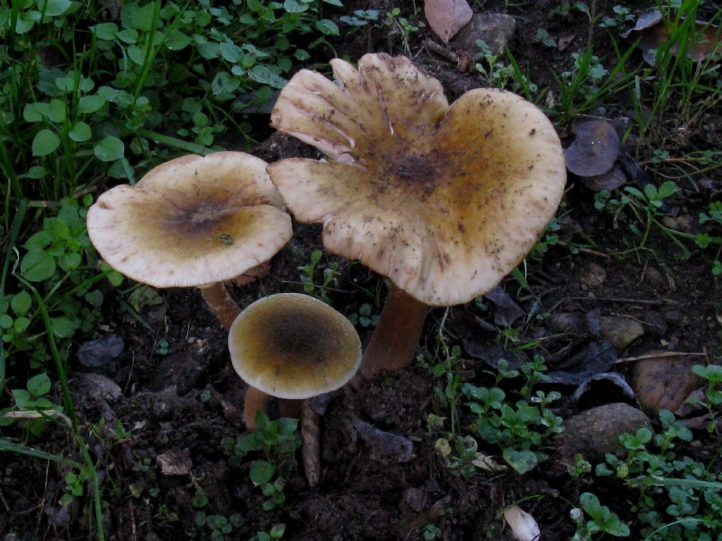 Armillaria mellea ? 3