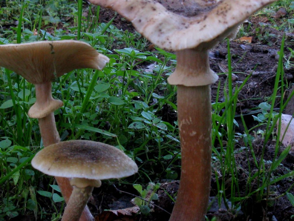 Armillaria mellea ? 3