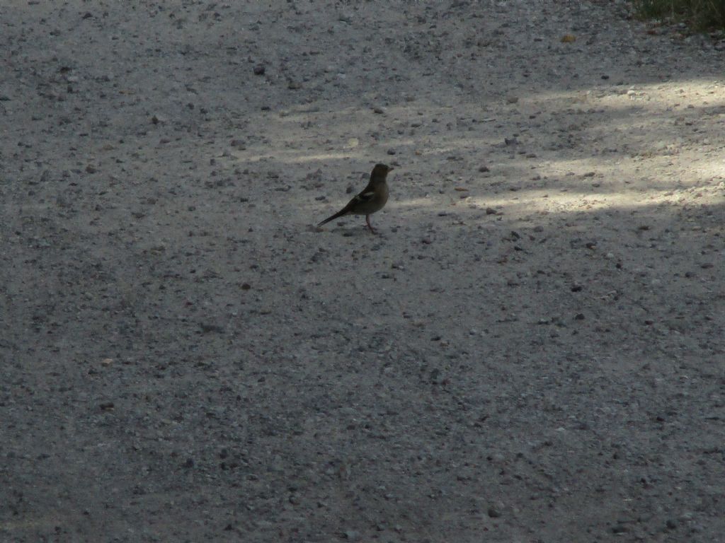 Uccello identificabile?