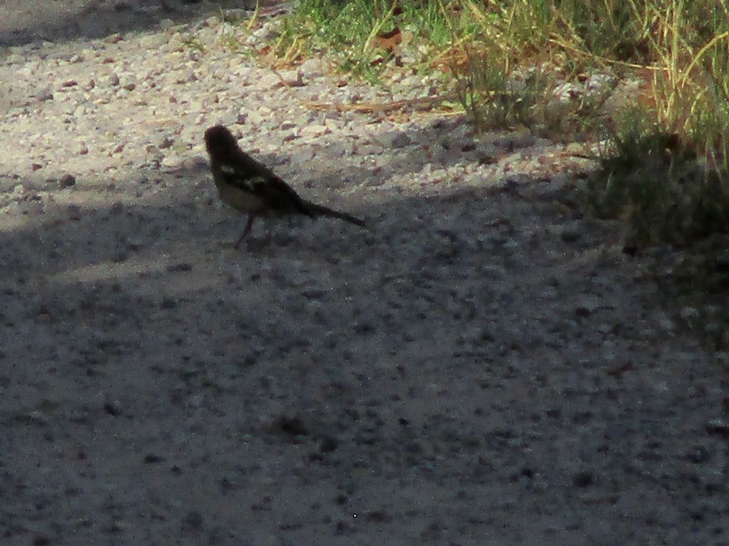 Uccello identificabile?