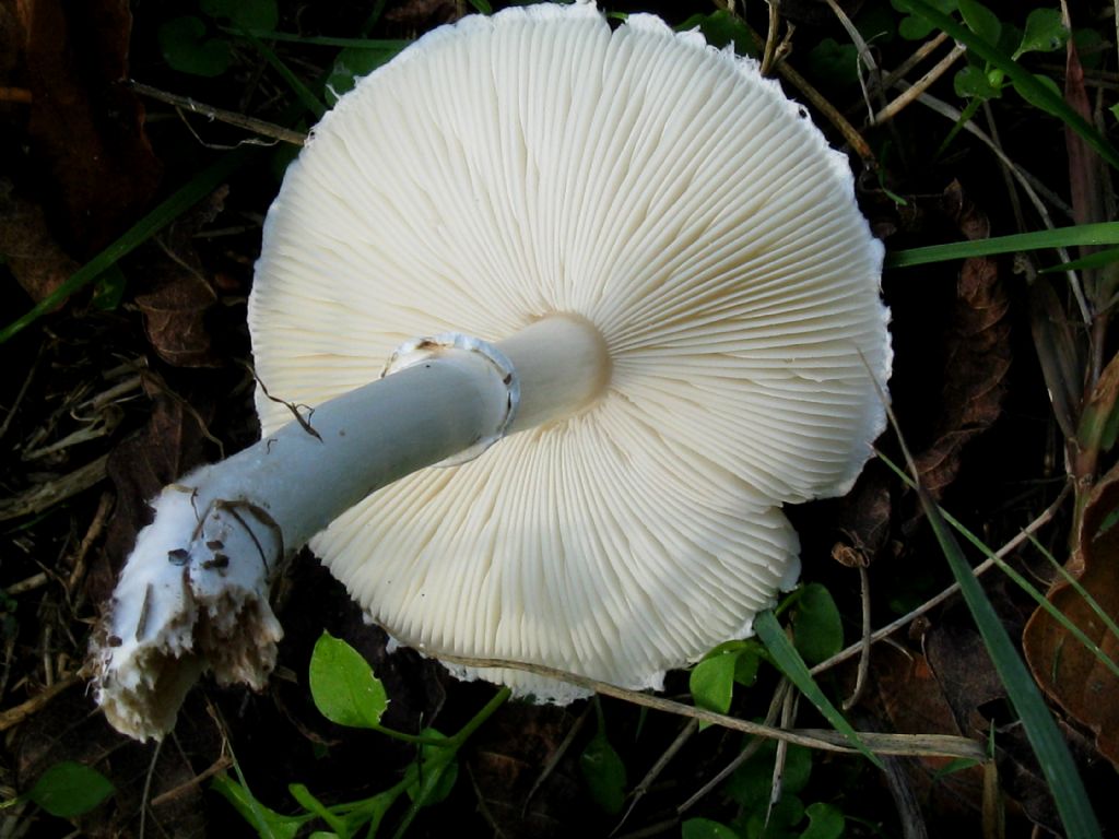 Leucoagaricus leucothites? 2