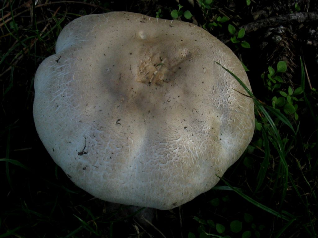 Agaricus moelleri? 3