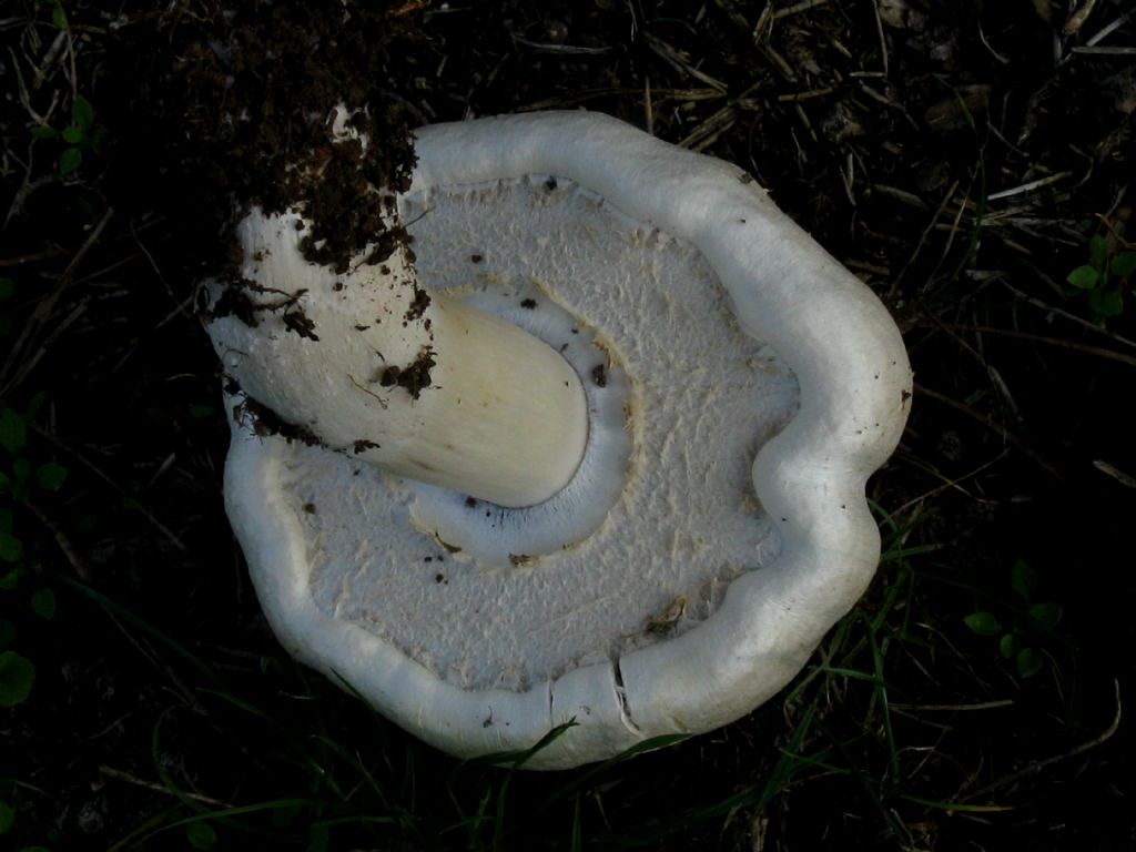 Agaricus moelleri? 3