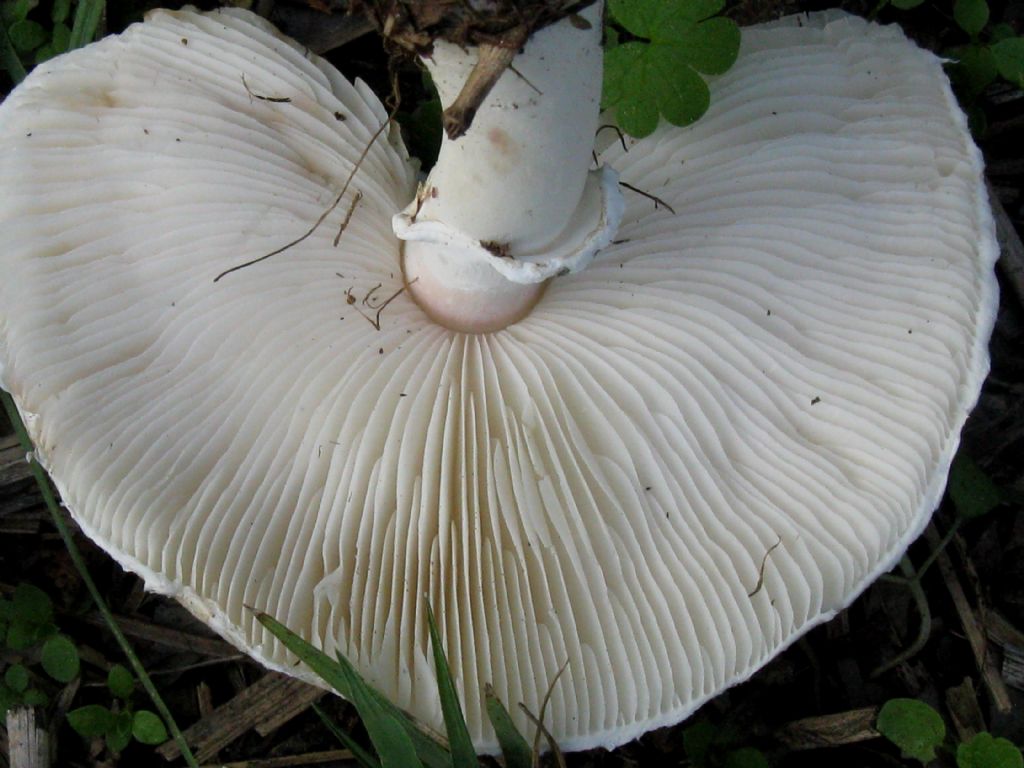 Leucoagaricus leucothites? 3