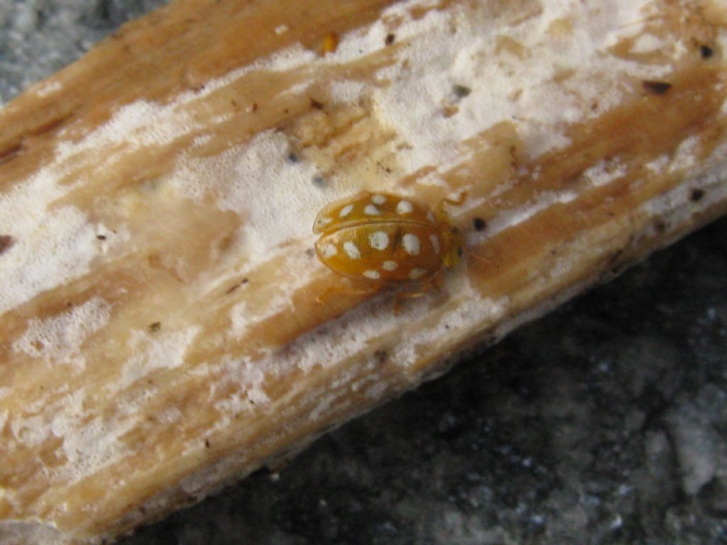 Coccinella: Halyzia sedecimguttata