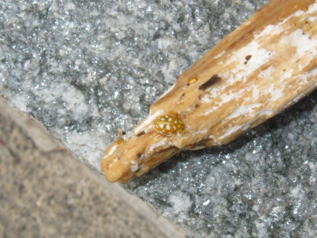 Coccinella: Halyzia sedecimguttata