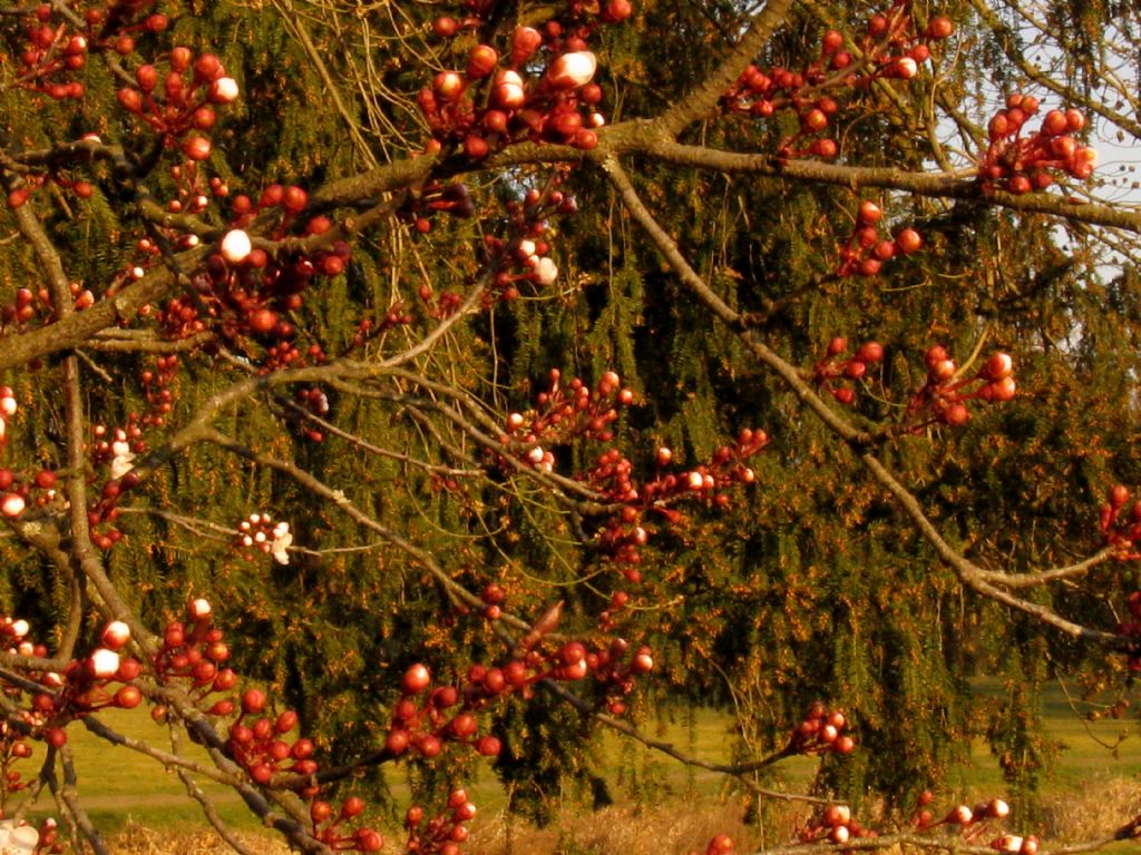 Prunus...? S, Prunus sp.