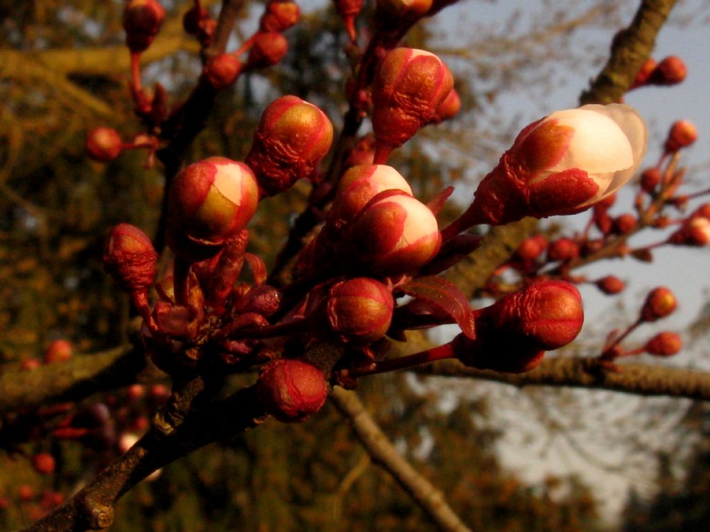 Prunus...? S, Prunus sp.