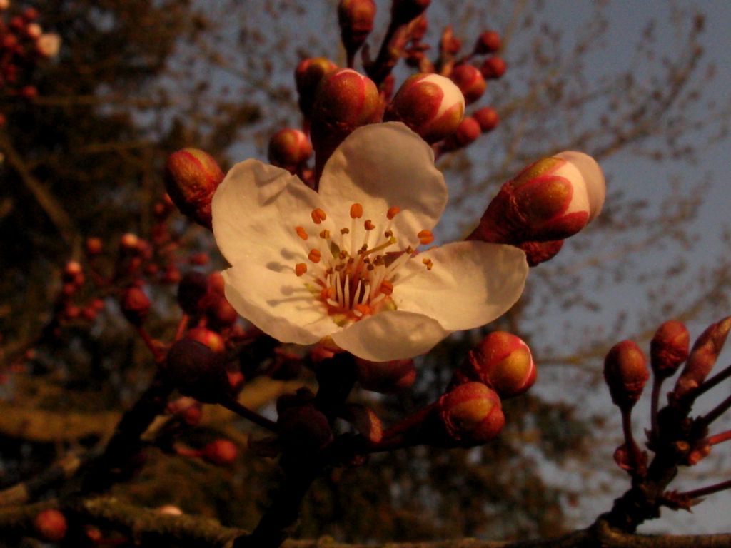 Prunus...? S, Prunus sp.