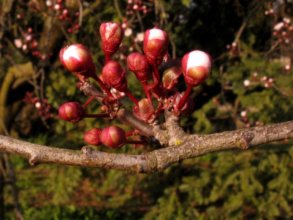 Prunus...? S, Prunus sp.