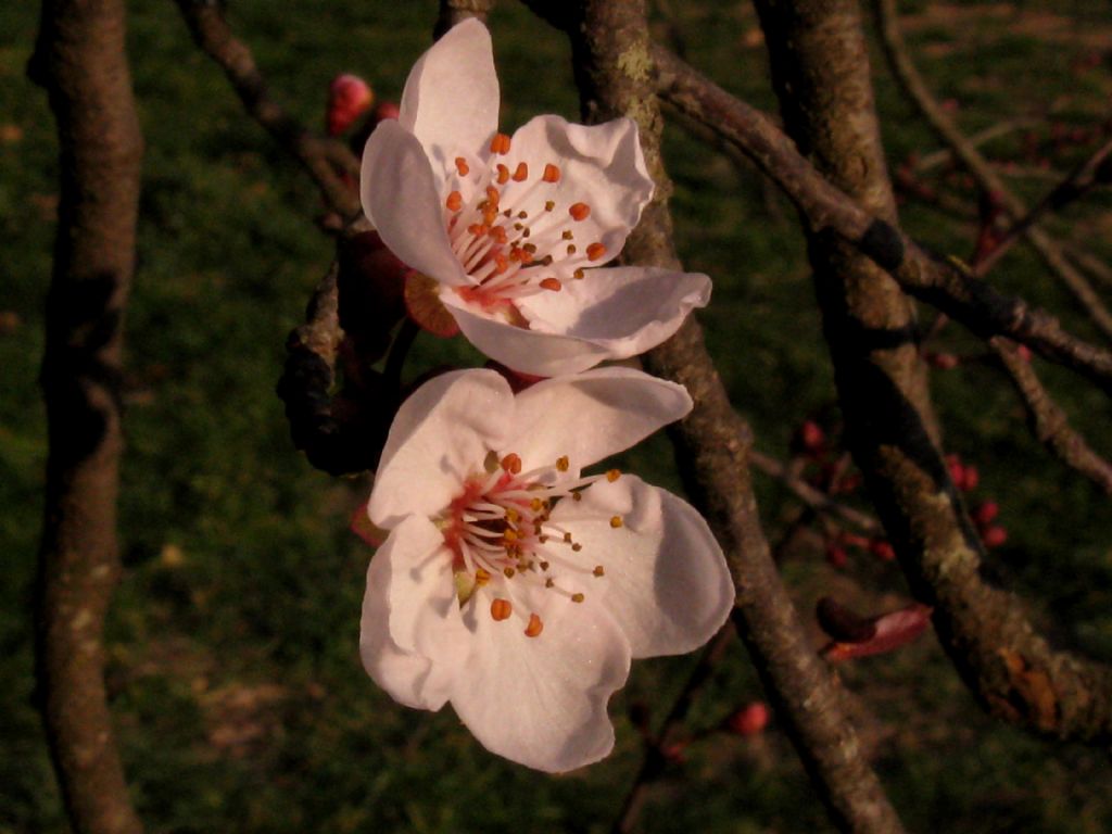 Prunus...? S, Prunus sp.