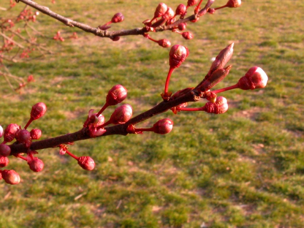 Prunus...? S, Prunus sp.