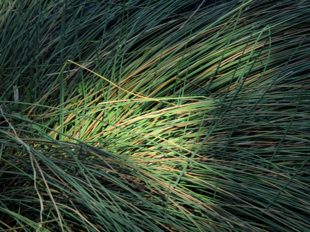 Juncus sp. (J. effusus? J. inflexus?)