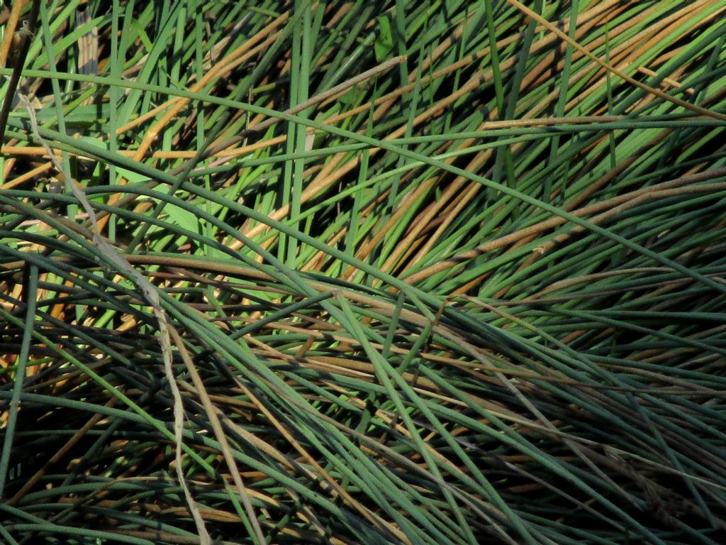 Juncus sp. (J. effusus? J. inflexus?)