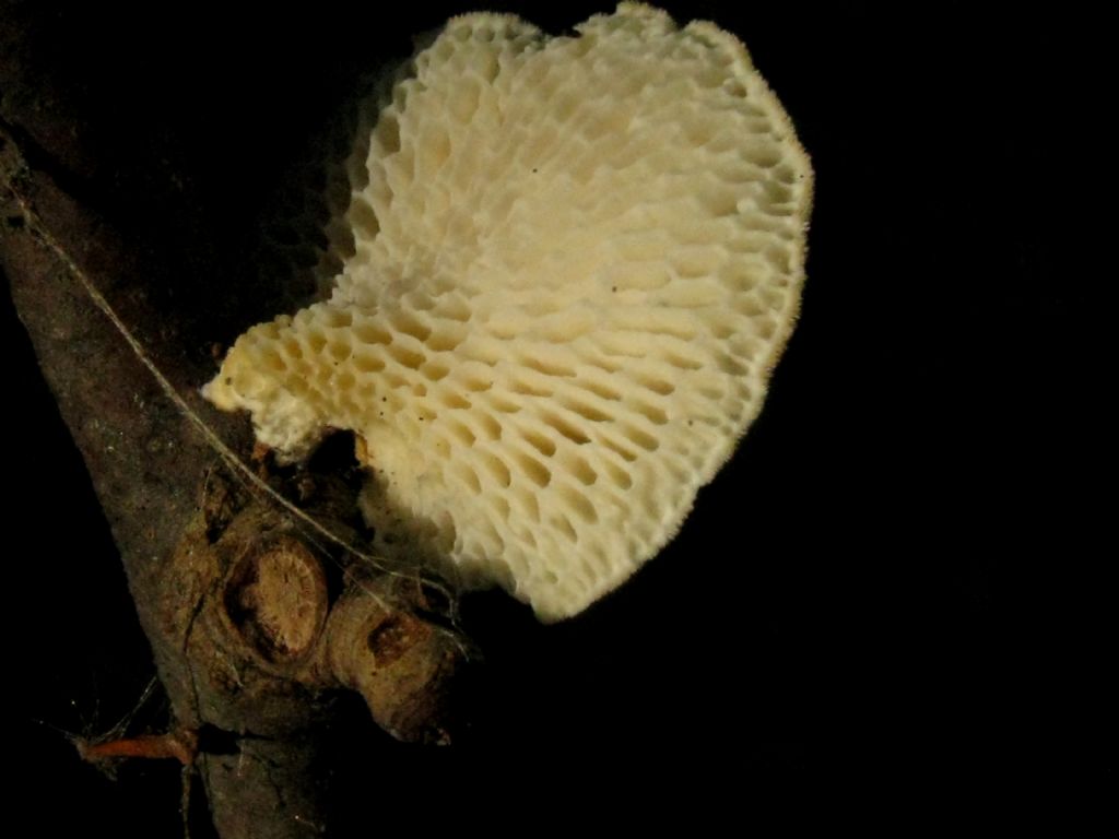 Polyporus alveolaris?