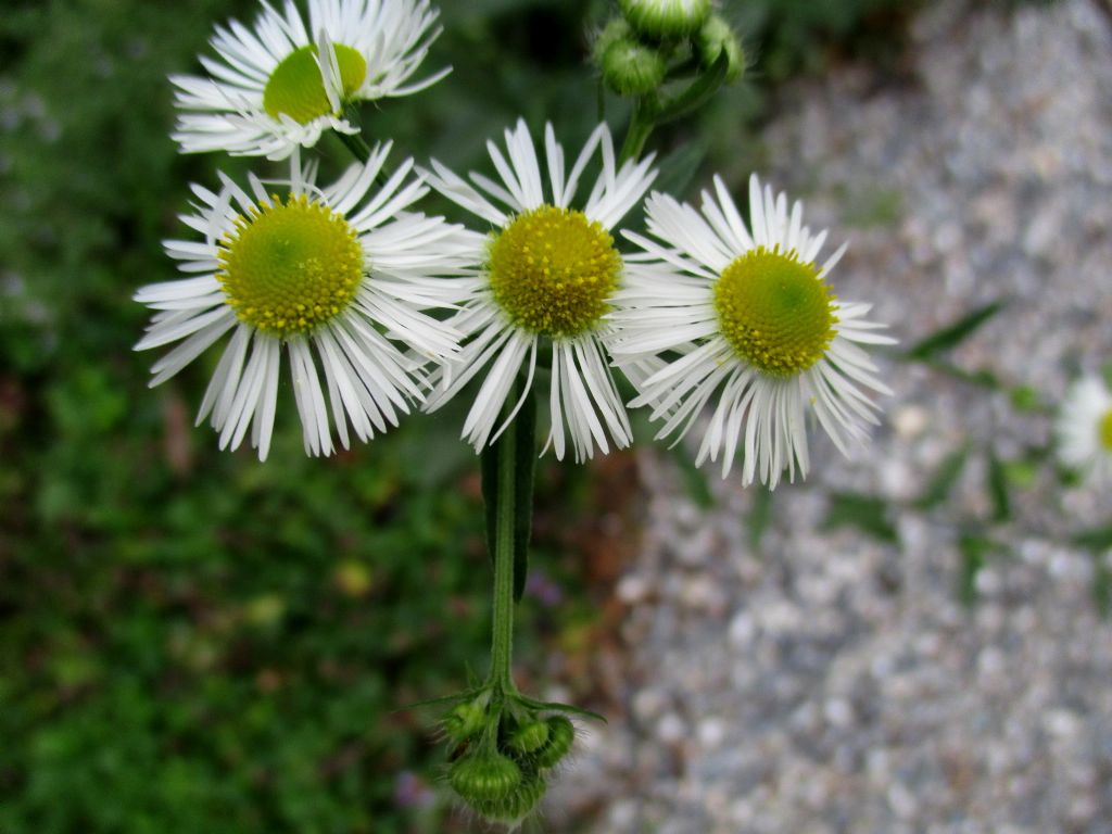 Erigeron annuus