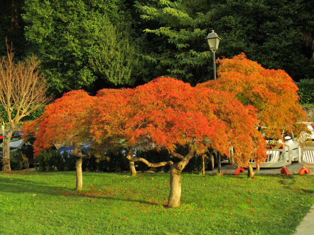 cv di Acer palmatum