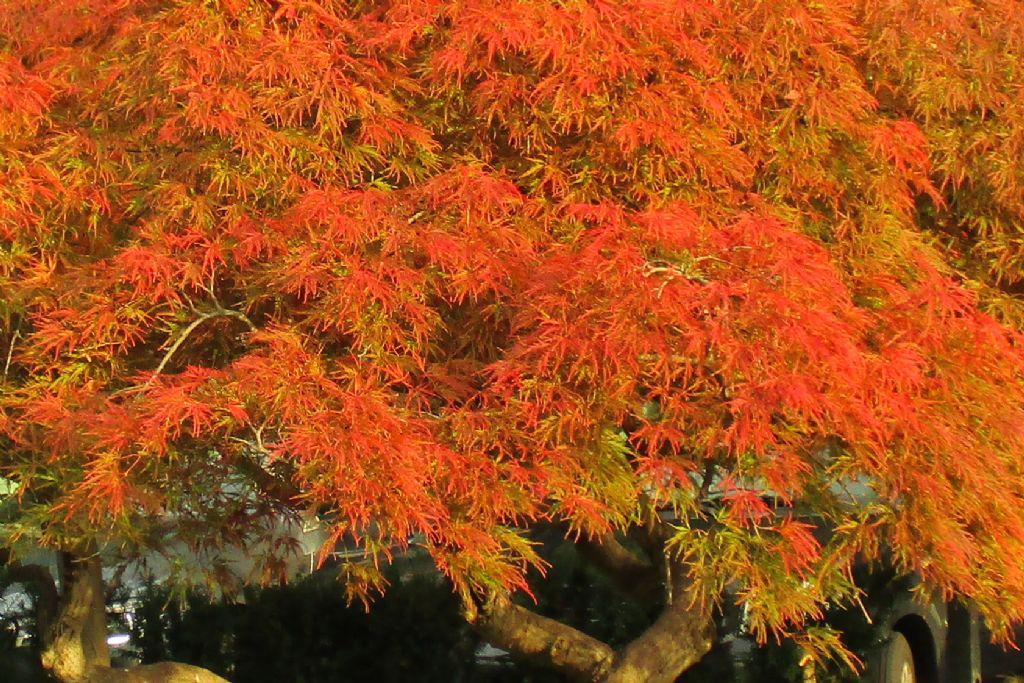 cv di Acer palmatum