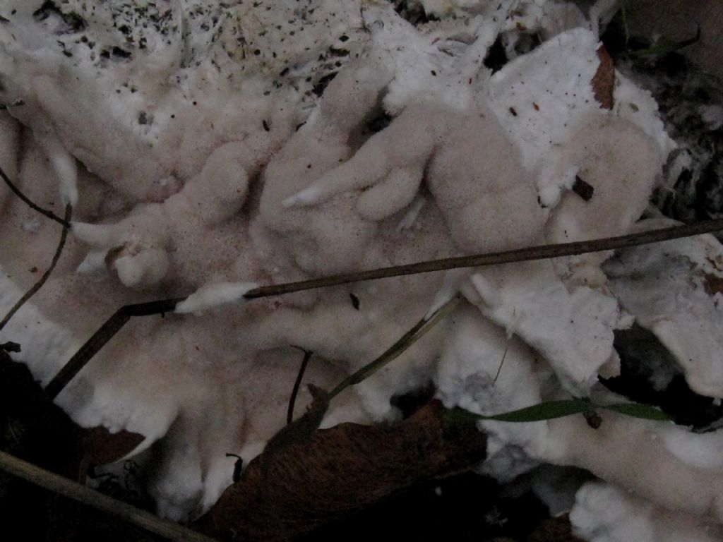 Fungo lignicolo da id. 2