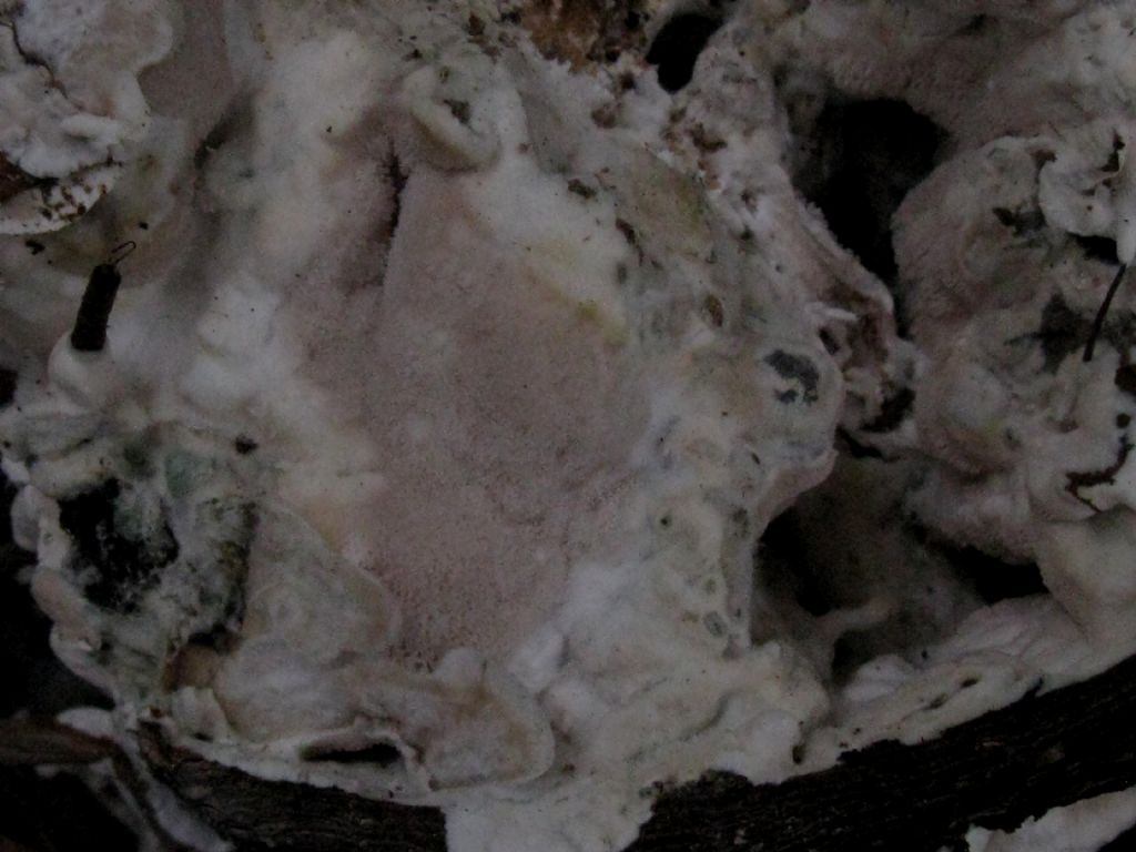 Fungo lignicolo da id. 2