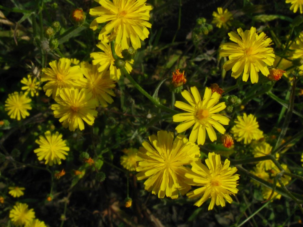 Asteracea da identificare: genere non identif.