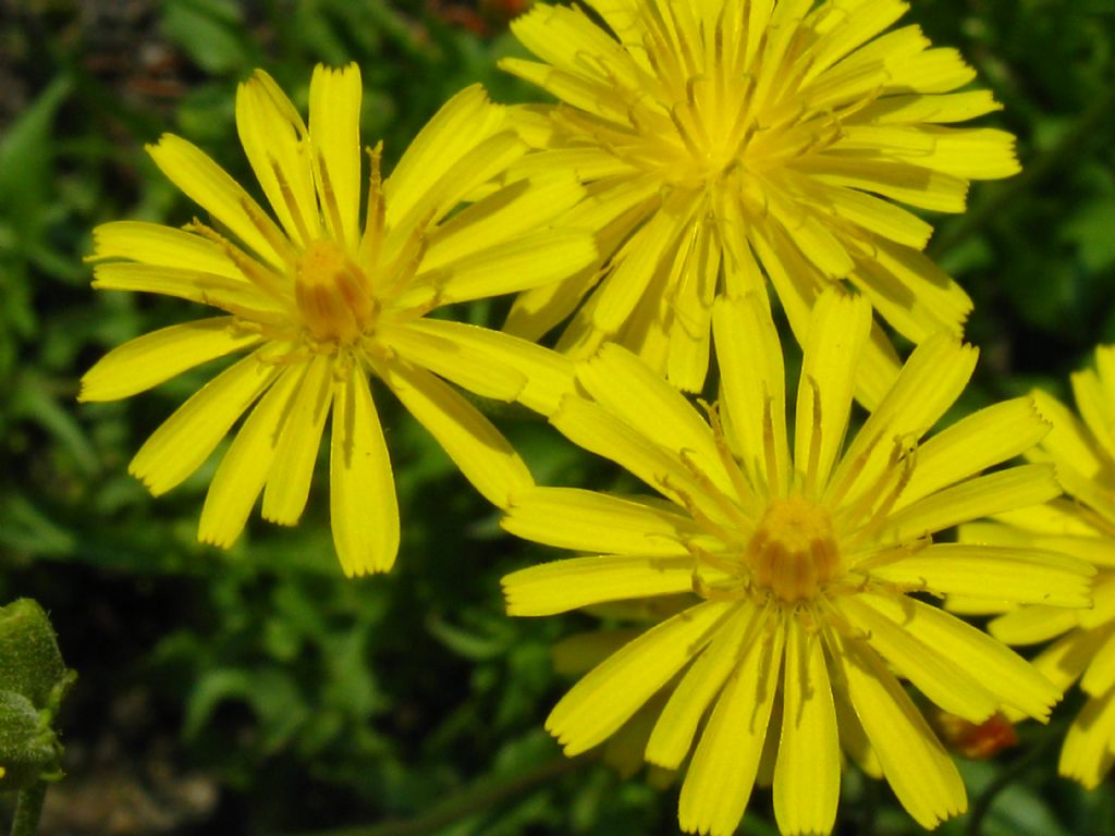 Asteracea da identificare: genere non identif.