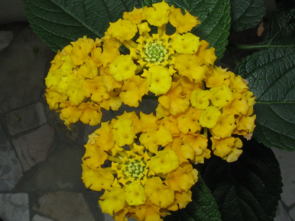 cv di Lantana sp. (Verbenaceae)