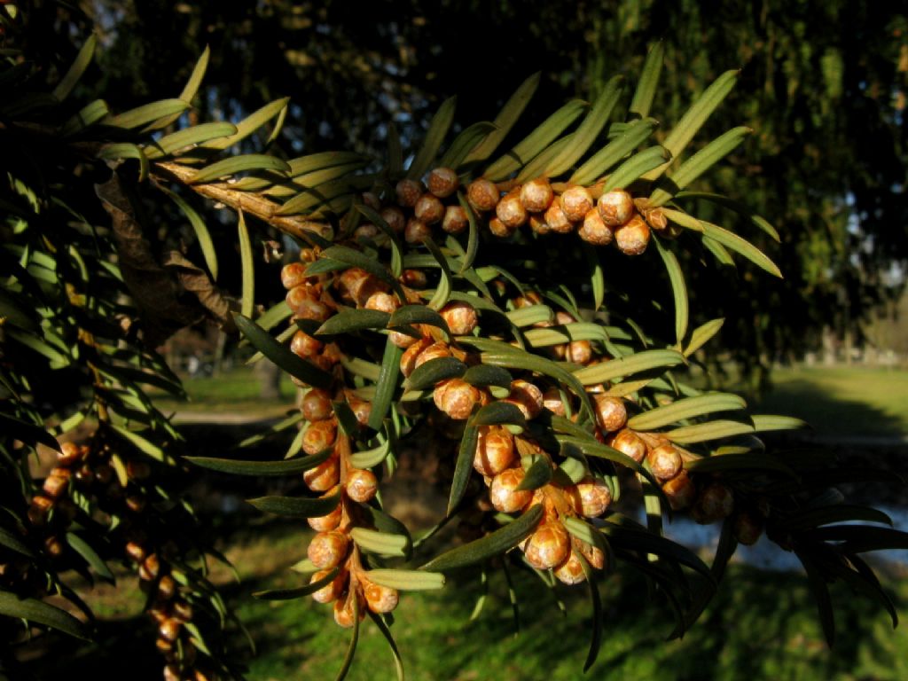 Taxus baccata?  S, esemplare maschile