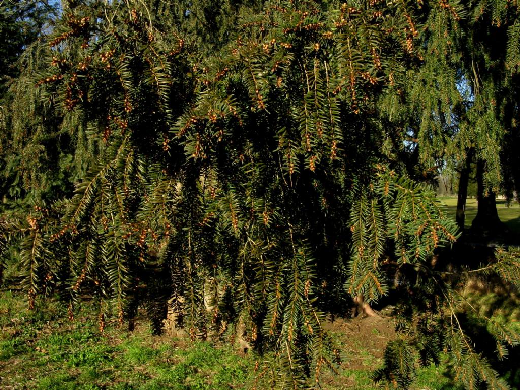 Taxus baccata?  S, esemplare maschile