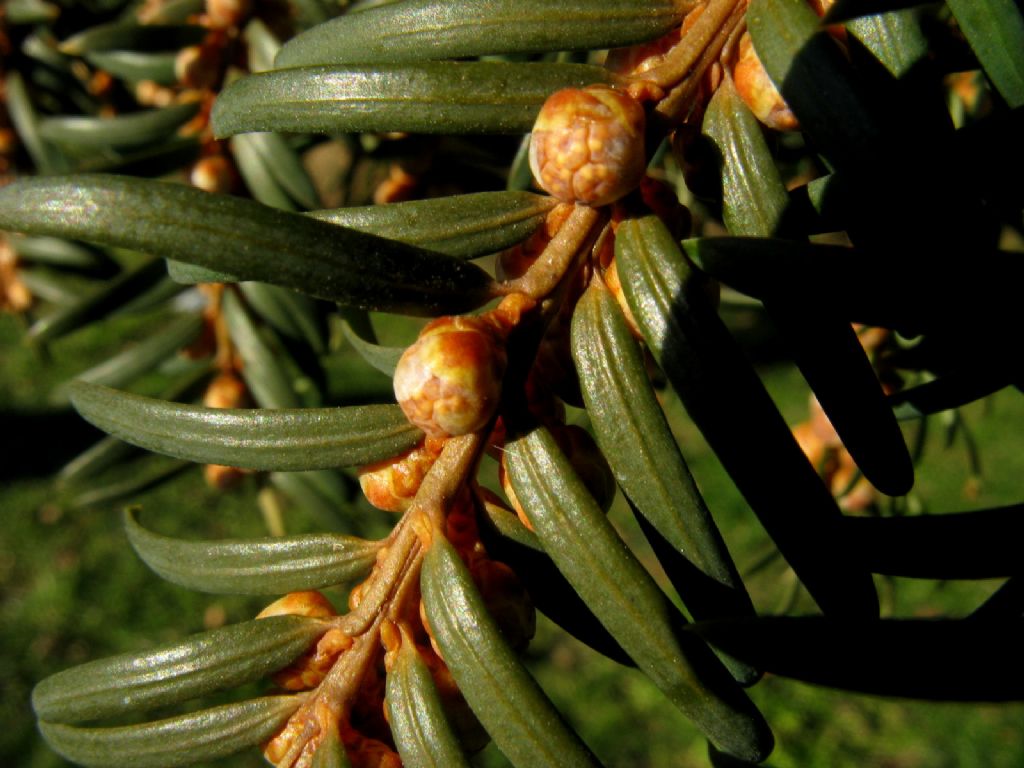 Taxus baccata?  S, esemplare maschile