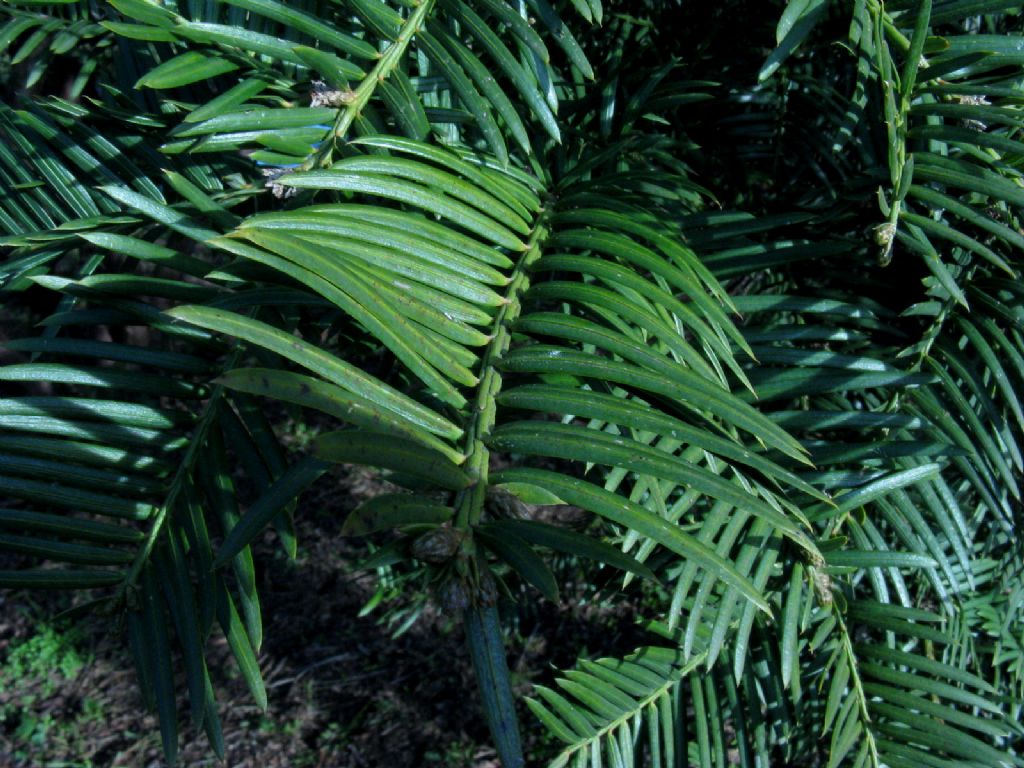 Tasso?  No, Cephalotaxus harringtonia