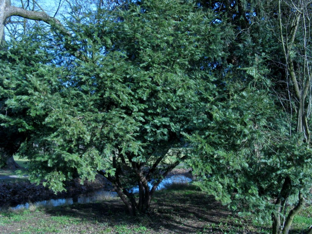 Tasso?  No, Cephalotaxus harringtonia