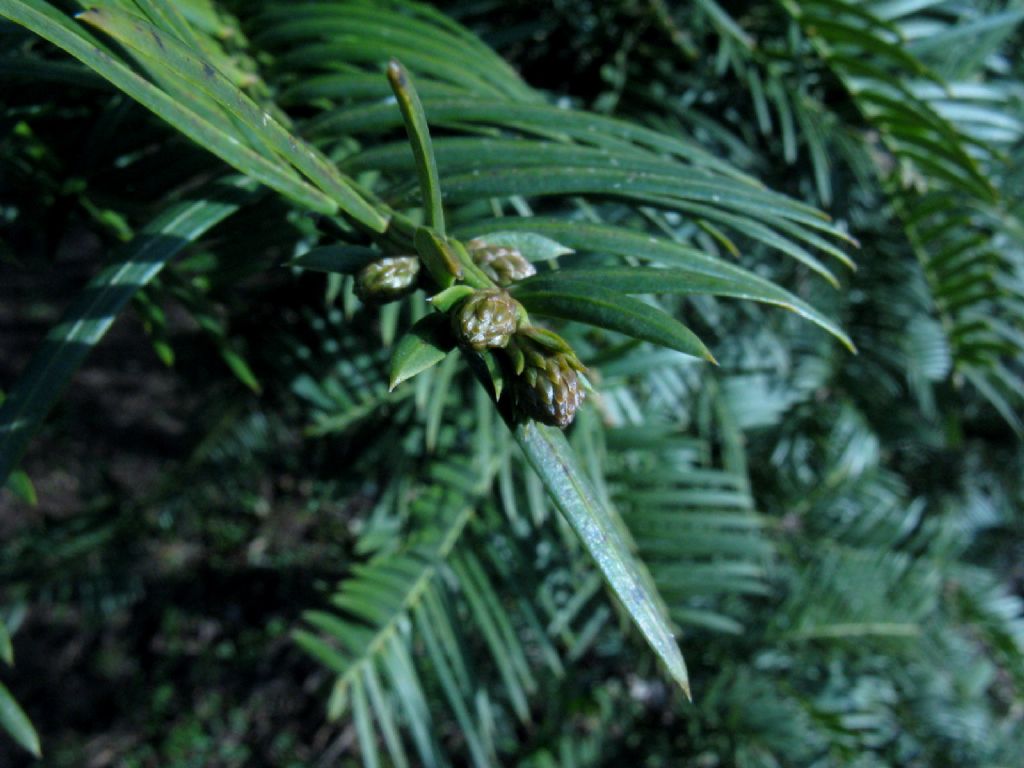 Tasso?  No, Cephalotaxus harringtonia