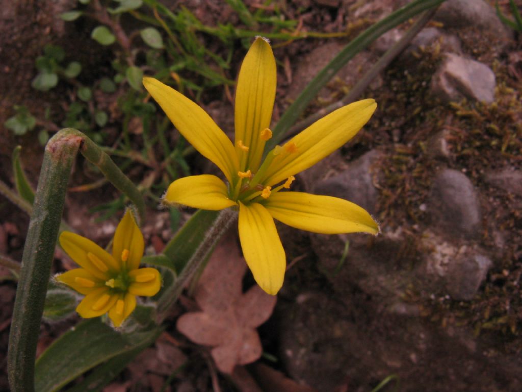 Gagea villosa (Liliaceae)