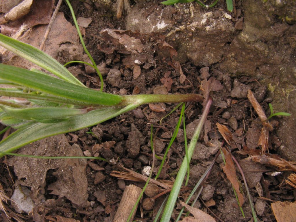 Gagea villosa (Liliaceae)