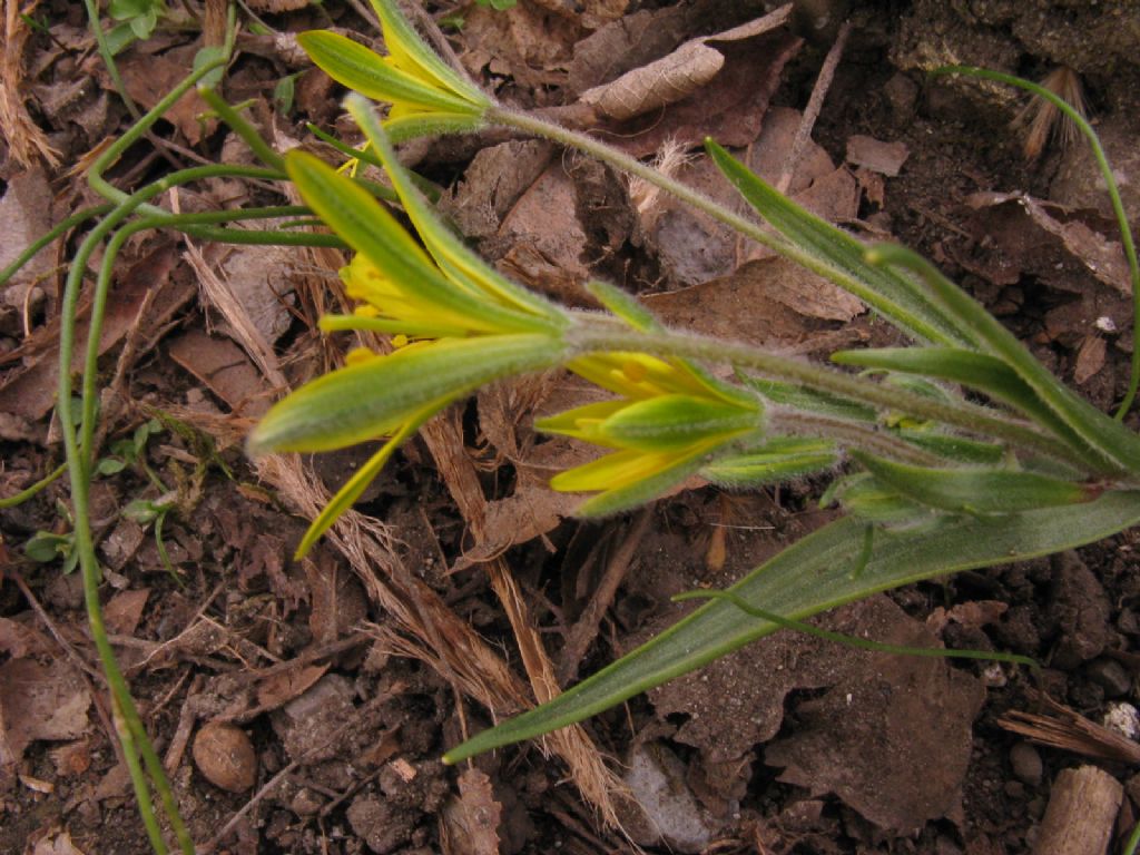 Gagea villosa (Liliaceae)