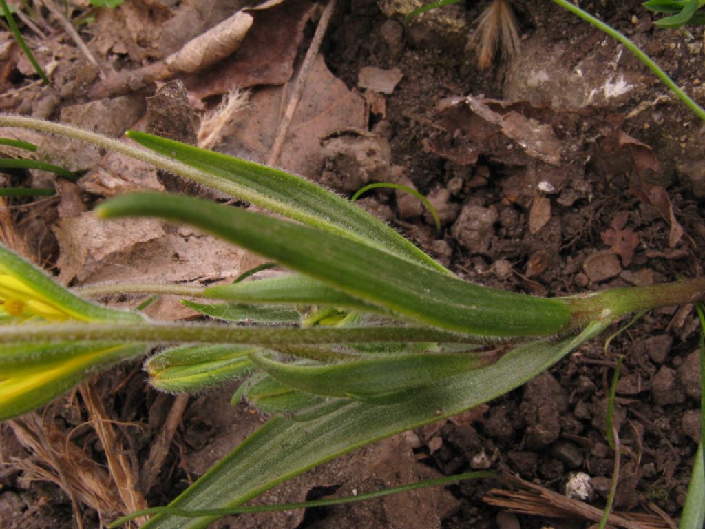 Gagea villosa (Liliaceae)