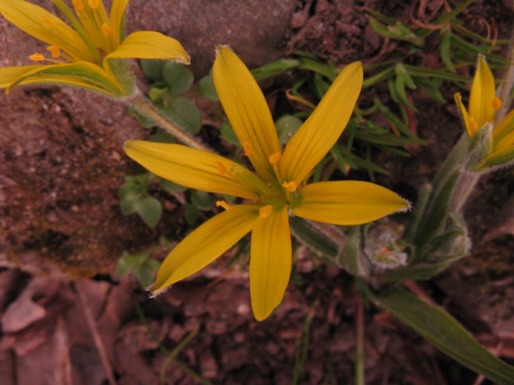 Gagea villosa (Liliaceae)