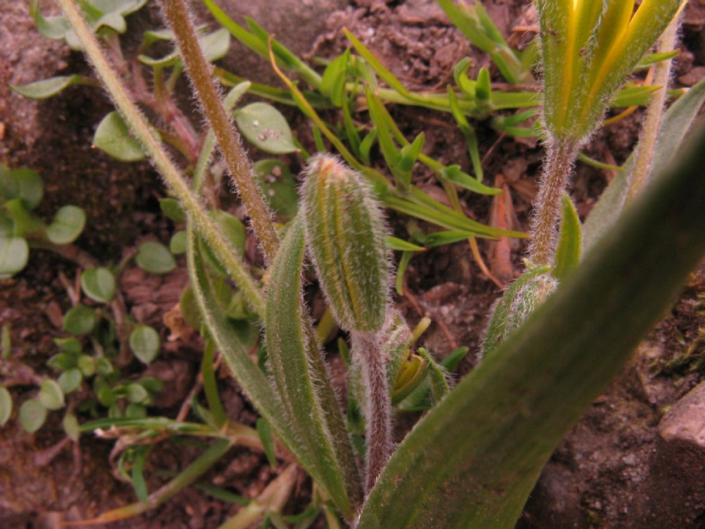 Gagea villosa (Liliaceae)